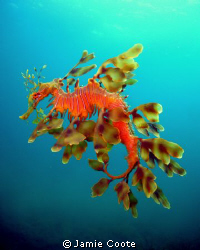 "Fatherly Duties"
A male Leafy Sea Dragon laden with egg... by Jamie Coote 